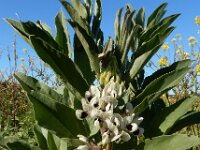 Vicia faba 17, Tuinboon, Saxifraga-Ed Stikvoort