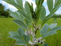Vicia faba 18, Tuinboon, Saxifraga-Ed Stikvoort