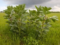 Vicia faba 19, Tuinboon, Saxifraga-Ed Stikvoort