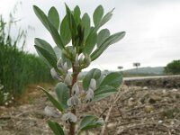 Vicia faba 2, Tuinboon, Saxifraga-Rutger Barendse