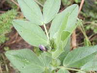 Vicia faba 4, Tuinboon, Saxifraga-Rutger Barendse