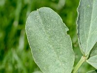 Vicia faba 5, Tuinboon, Saxifraga-Sonja Bouwman  Tuinboon - Vicia faba - Fabaceae familie