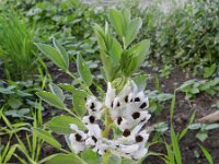 Vicia faba 6, Tuinboon, Saxifraga-Rutger Barendse