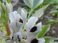 Vicia faba 7, Tuinboon, Saxifraga-Rutger Barendse