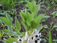 Vicia faba 8, Tuinboon, Saxifraga-Rutger Barendse