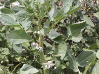 Vicia faba 9, Tuinboon, Saxifraga-Rutger Barendse