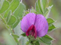Vicia sativa 10, Voederwikke, Saxifraga-Rutger Barendse