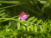 Vicia sativa 11, Voederwikke, Saxifraga-Kees Marijnissen
