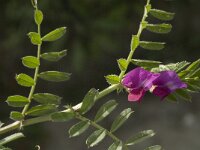 Vicia sativa 12, Voederwikke, Saxifraga-Jan van der Straaten