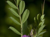 Vicia sativa 13, Smalle wikke, Saxifraga-Willem van Kruijsbergen