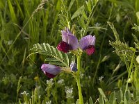 Vicia sativa 15, Saxifraga-Willem van Kruijsbergen