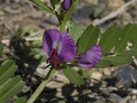 Vicia sativa 16, Saxifraga-Willem van Kruijsbergen