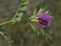 Vicia sativa 20, Smalle wikke, Saxifraga-Willem van Kruijsbergen