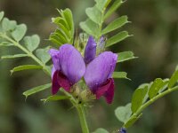 Vicia sativa 21, Saxifraga-Willem van Kruijsbergen
