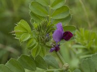 Vicia sativa 22, Saxifraga-Willem van Kruijsbergen