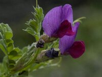 Vicia sativa 26, Saxifraga-Willem van Kruijsbergen