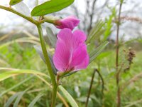 Vicia sativa 28, Saxifraga-Rutger Barendse