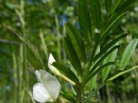 Vicia sativa 29, Saxifraga-Rutger Barendse