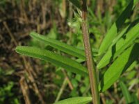 Vicia sativa 30, Saxifraga-Rutger Barendse