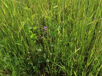 Vicia sativa 37, Smalbladige wikke, Saxifraga-Hans Boll