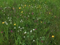 Vicia sativa 48, Smalle wikke, Saxifraga-Hans Boll