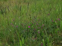 Vicia sativa 49, Smalle wikke, Saxifraga-Hans Boll
