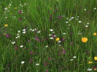 Vicia sativa 60, Smalle wikke, Saxifraga-Hans Boll