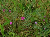 Vicia sativa 62, Smalle wikke, Saxifraga-Hans Boll