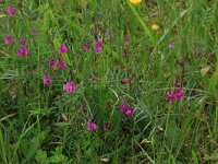 Vicia sativa 64, Smalle wikke, Saxifraga-Hans Boll