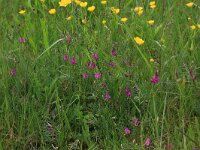 Vicia sativa 65, Smalle wikke, Saxifraga-Hans Boll