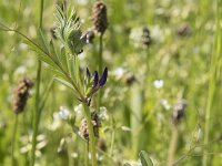 Vicia sativa 69, Smalle wikke, Saxifraga-Willem van Kruijsbergen