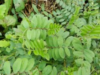 Vicia sativa sativa 32, Saxifraga-Rutger Barendse