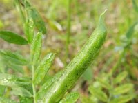 Vicia sativa segetalis 34, Saxifraga-Rutger Barendse