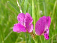 Vicia sativa ssp angustifolia 2, Saxifraga-Hans Dekker