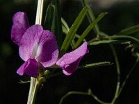 Vicia sativa ssp nigra 23, Smalbladige wikke, Saxifraga-Jan van der Straaten