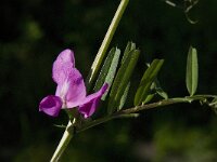 Vicia sativa ssp nigra 24, Smalbladige wikke, Saxifraga-Jan van der Straaten