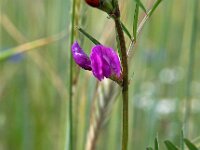 Vicia sativa ssp nigra 25, Smalbladige wikke, Saxifraga-Hans Dekker