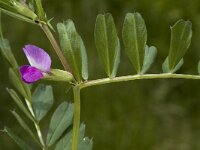 Vicia sativa ssp nigra 3, Smalle wikke, Saxifraga-Jan van der Straaten