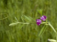 Vicia sativa ssp nigra 4, Smalle wikke, Saxifraga-Jan van der Straaten