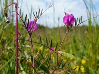 Vicia sativa ssp nigra 40, Smalle wikke, Saxifraga-Ed Stikvoort
