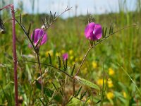 Vicia sativa ssp nigra 42, Smalle wikke, Saxifraga-Ed Stikvoort