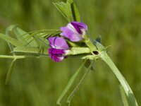 Vicia sativa ssp nigra 6, Smalle wikke, Saxifraga-Jan van der Straaten