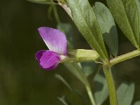 Vicia sativa ssp nigra 7, Smalle wikke, Saxifraga-Jan van der Straaten