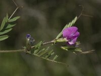 Vicia sativa ssp nigra 8, Smalle wikke, Saxifraga-Jan van der Straaten