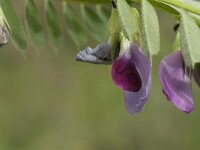 Vicia sativa ssp sativa 17, Voederwikke, Saxifraga-Jan van der Straaten