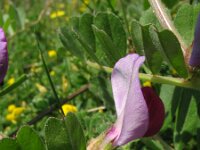 Vicia sativa ssp sativa 19, Smalle wikke, Saxifraga-Rutger Barendse