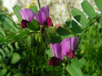 Vicia sativa ssp sativa 66, Voederwikke, Saxifraga-Ed Stikvoort