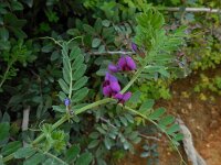 Vicia sativa ssp sativa 67, Voederwikke, Saxifraga-Ed Stikvoort