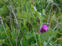 Vicia sativa ssp sativa 68, Voederwikke, Saxifraga-Ed Stikvoort