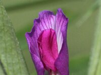 Vicia sativa ssp segetalis 27, Vergeten wikke, Saxifraga-Peter Meininger